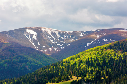 mountain hymba view in springtime. part of borzhava ridge of ukrainian carpathians located in transcarpathia. summit with spots of snow. forest in green foliage. sunny weather with clouds on the sky