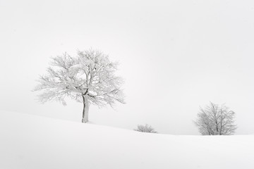 Fototapeta na wymiar Amazing landscape with a lonely snowy tree in a winter field. Minimalistic scene in cloudy and foggy weather