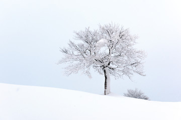 Amazing landscape with a lonely snowy tree in a winter field. Minimalistic scene in cloudy and foggy weather
