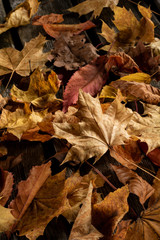 Dry autumn leaves on wooden board