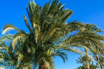 Fototapeta na wymiar Green date palm tree against the blue sky