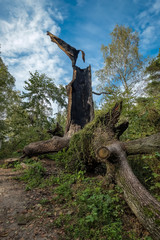 Bizarre Baumformation im Grunewald zwischen Schwanenwerder und den Wannseeterrassen