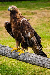 close up shot di una magnifica aquila resting on a branch