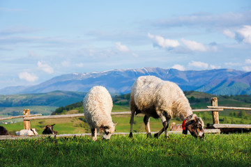 two fluffy goats grazing  fresh grass on a mountain meadow in front of the fence. distant ridge...