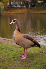 Egyptian goose duck park isolated standing closeup flagey brussels belgium animal bird
