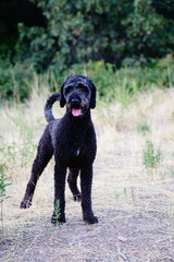 labradoodle dog in mountains