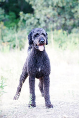 labradoodle dog in mountains