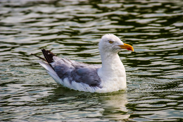 Fototapeta premium seagull seen up close swimming in the water of a fountain in Paris, France