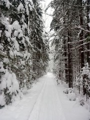 road in winter forest