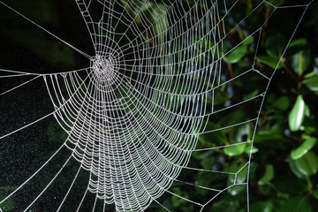 Spider web in night with foliage on background