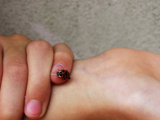 Vaca de san Antonio caminando sobre los dedos