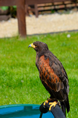 Harris Hawk