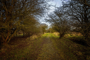 Cannock Chase forest grass pathway with trees in winter cold morning in england