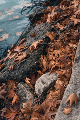 rocks in the water covered with leaves in castoria greece