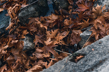 Autumn leaves fallen on the ground
