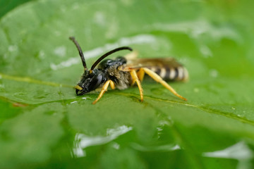 Insekt - Sechsbinden Furchenbiene