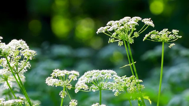 Cow Parsley, Anthriscus sylvestris during evening in Sweden