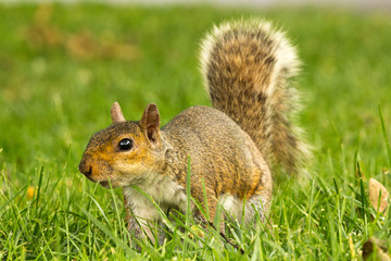 squirrel on grass