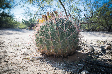 cactus in desert
