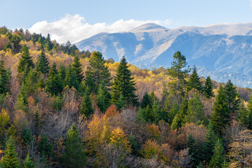 View on autumn forest and olympus mountain peak in Greece