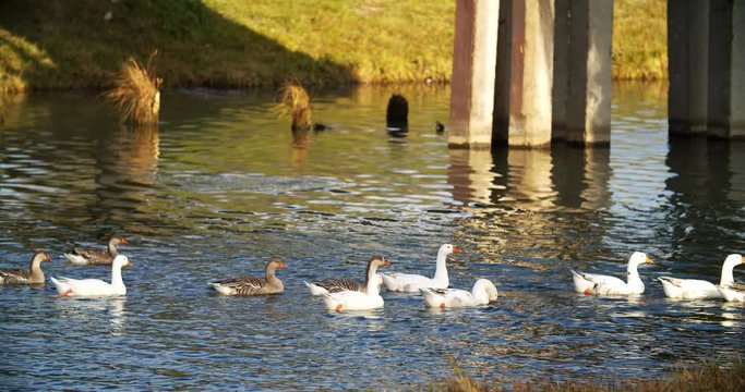 Domestic geese swim in a group along the river