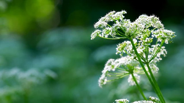 Cow Parsley, Anthriscus sylvestris during evening in Sweden