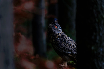 Eagle owl evening portrait