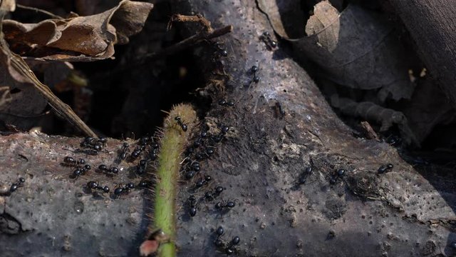 Ants busily go thin tree - (4K)