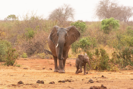 kenya red elephant tsavo national park rukinga