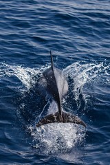 Rencontrer les dauphins