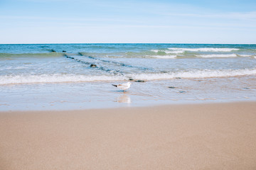 Baltic sea beach landscape with blue sea white sand and seagull. Sunny autumn day.
