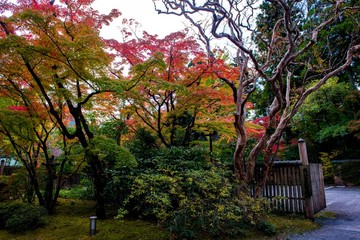 由布院温泉の紅葉