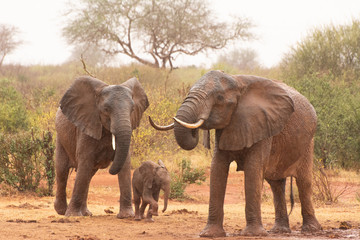 kenya red elephant tsavo national park rukinga
