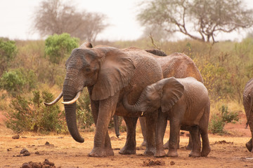 Fototapeta na wymiar kenya red elephant tsavo national park rukinga