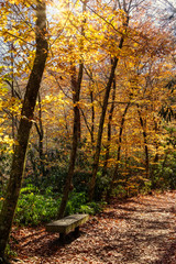 Obraz premium Autumn Colors on a HIking Path