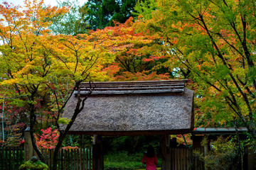 由布院温泉の紅葉