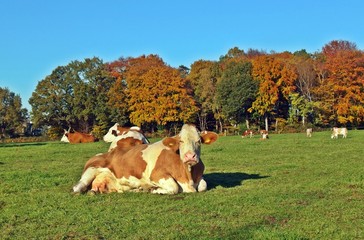 Kühe auf der Weide, Herbst