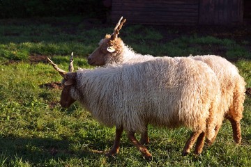 Racka Schafe, gedrehte Hörner, ungarisch