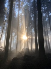 Sonnenstrahlen im nebeligen Wald