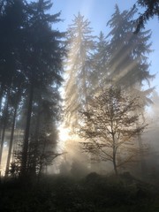Sonnenstrahlen im herbstlich nebeligen Wald