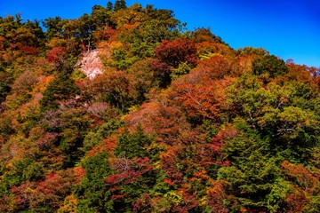 天ヶ谷渓谷の紅葉
