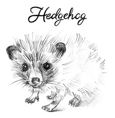 Cute little hedgehog