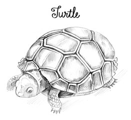 Obraz premium turtle.