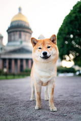 Cute dog sitting near cathedral looking at camera