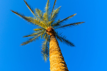 Green date palm tree against the blue sky. Looking up