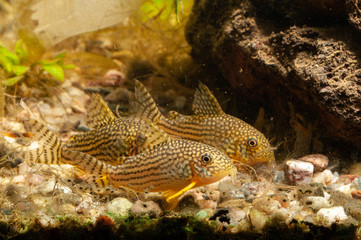 Sterba's corydoras (Corydoras sterbai) in a tropical freshwater aquarium