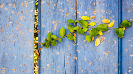Green leafs climbing a wooden wall.