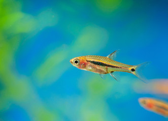 Least rasbora (Boraras urophthalmoides) in a mini aquarium