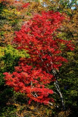 天ヶ谷渓谷の紅葉