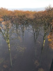 Nebel in herbstlichen Bäume
